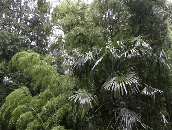 A forest in the rain